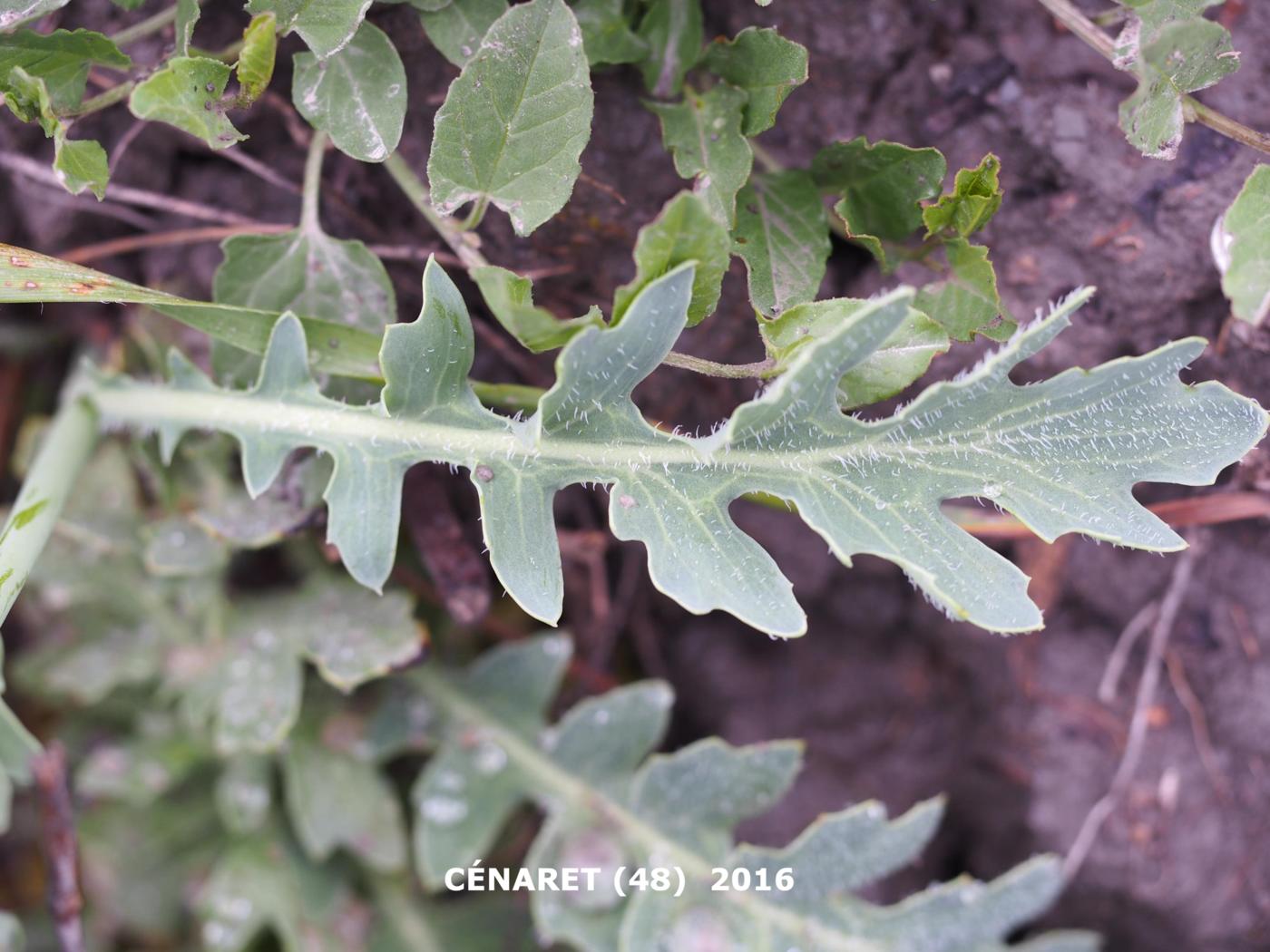 Poppy, Yellow Horned leaf